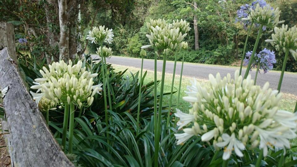 The Paddocks Villa Maleny Exterior foto